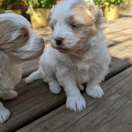 Maltese, Maltipoo, and Poodle Puppies from MountCarmelPuppies