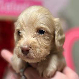 Lucky - Cream male Dachshund puppy in Mayville, Michigan from Teenie Little Hearts