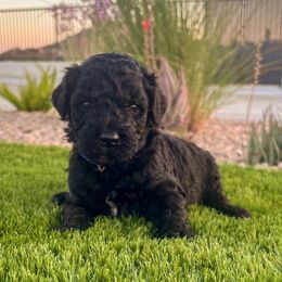 Blue - male Newfypoo puppy in California from Diaz Family Acres Doodles