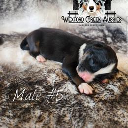 Boy 5 - Black tri-color male Australian Shepherd puppy in Harpers Ferry, Iowa from Wexford Creek Aussies, LLC