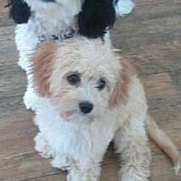 Cavachons and Cavapoos from Sweet Doodles and Poos