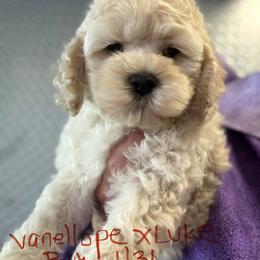 Vanellope Boy purple - Buff male Cockapoo puppy in Haines City, Florida from Camic Cockapoos