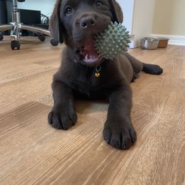 Labrador Retriever Puppies from Lonestar Labradors C&E
