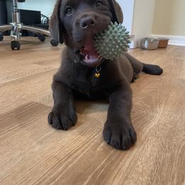 Labrador Retriever Puppies from Lonestar Labradors C&E