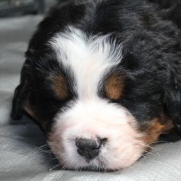 Bernese Mountain Dog Puppies from Baby Bear Bernese Kennel