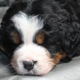 Bernese Mountain Dog Puppies from Baby Bear Bernese Kennel