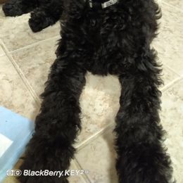 Poodle Puppies from Magnificent Standards