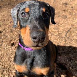 Doberman Pinscher Puppies from Spellbound Doberman Pinschers