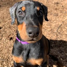 Doberman Pinscher Puppies from Spellbound Doberman Pinschers