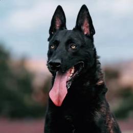 Togo KNPV NATIONAL CHAMPION - Belgian Malinois