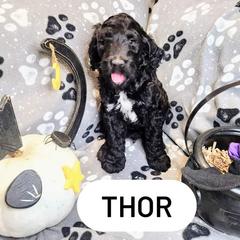 Double Doodle and Labradoodle Puppies from Superdoodles of San Antonio