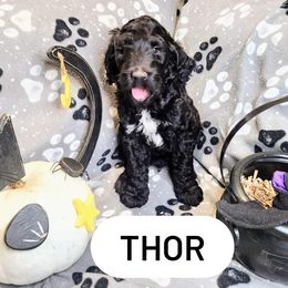 Double Doodle and Labradoodle Puppies from Superdoodles of San Antonio