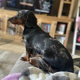 Rue - Dachshund
