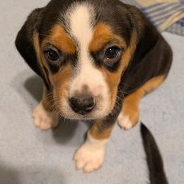 Orange Collar Girl - Black tan and white female Beagle puppy in Dayton, Ohio from Copper Sky Beagles