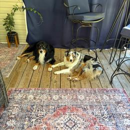 Australian Shepherd puppies from Howell Aussies