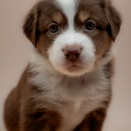 Australian Shepherd Puppies from 2 Happy Aussies
