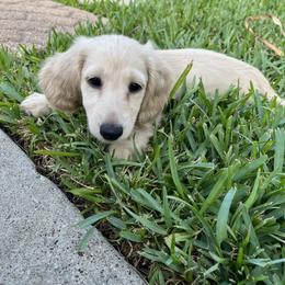 Dachshund Puppies from Honey Creek Dachshunds