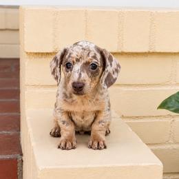 Theo - Fawn (isabella) and tan male Dachshund puppy in Arcadia, California from Cruz Industries - Dachshund Company & French Bulldog Company