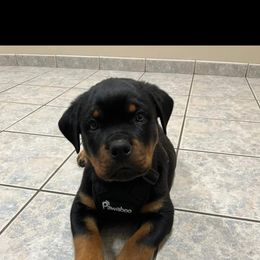 Rottweiler Puppies from Iron Clad Rottweiler