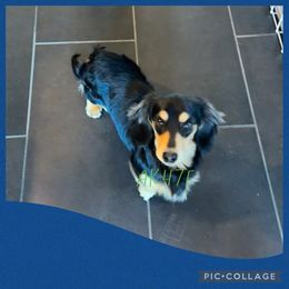 Forseti - Dachshund