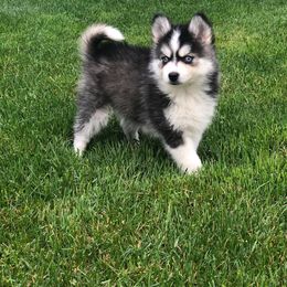 Pomsky Puppies from Midnight Sun Pomskies