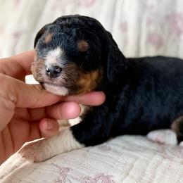 Forest (orange collar boy) - Phantom male Bernedoodle puppy in Colorado Springs, Colorado from Mercy Mountain Bernedoodles