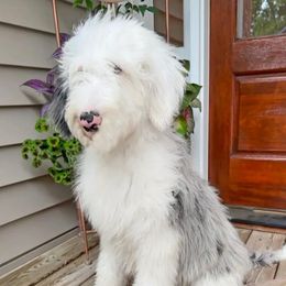 Layla Belle - Sheepadoodle
