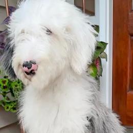 Layla Belle - Sheepadoodle
