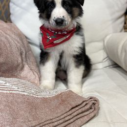 Panda 4 - Panda male German Shepherd puppy in Lordstown, Ohio from Jewels German Shepherd