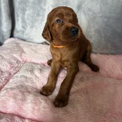 Girl 2 - Mahogany female Irish Setter puppy in Colville, Washington from Daesyn Setters