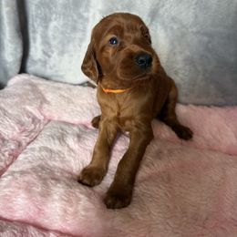 Girl 2 - Mahogany female Irish Setter puppy in Colville, Washington from Daesyn Setters