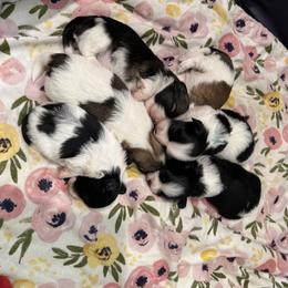 Havanese puppies from Gatsu Goldens & Havanese