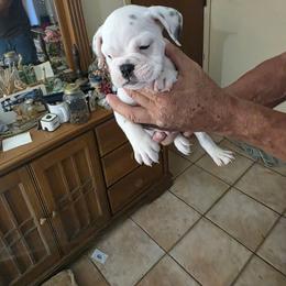 3 - Red brindle and white male Bulldog puppy in Sarasota, Florida from Chazzerdog Bulldogs
