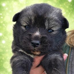 Boy 2 - Agouti and white male Siberian Husky puppy in Terre Haute, Indiana from April's Huskies
