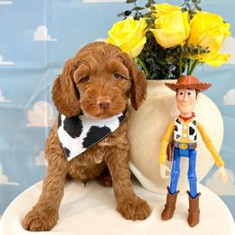 Bullseye - Caramel red male Australian Labradoodle puppy in Palmdale, California from Pixie Doodle Paws