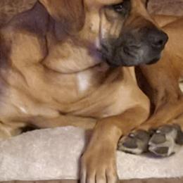 Australian Cattle Dogs, Great Danes, and Pembroke Welsh Corgis from Paul's Pups