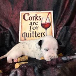 Shiraz - White and black male Dalmatian puppy in Claremore, Oklahoma from Lotsofdots Dalmatians
