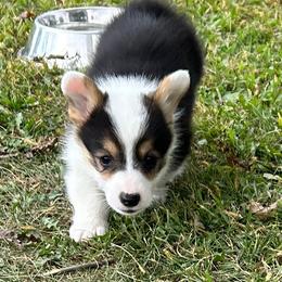 Eve - Black and tan female Pembroke Welsh Corgi puppy in Blair, Wisconsin from Sandy’s Pet Grooming and Boarding & AKC Corgis