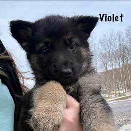 Purple HC AKA Violet - Black and silver female German Shepherd puppy in Terra Alta, West Virginia from Shepherd Country Farm and Kennels