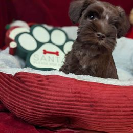 Miniature Schnauzer Puppies from Hampton's Miniature Schnauzers
