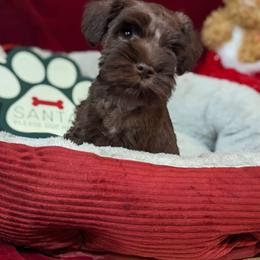 Miniature Schnauzer Puppies from Hampton's Miniature Schnauzers