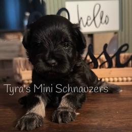 Boy 1 - Black and silver male Miniature Schnauzer puppy in Kentucky from Tyra's Mini Schnauzers