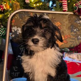 Jolly, purple girl - Black tri-color female Aussiedoodle puppy in Lexington, Oklahoma from Long Doggy Acres Miniature Dachshunds