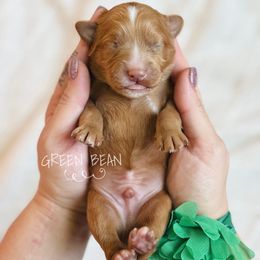 Green Bean - Red  male Goldendoodle puppy in Naples, Florida from Paradise Coast Doodles