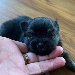 Cody - Black male Pomeranian puppy in Warsaw, Indiana from Purdy Pomeranian Pooches