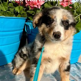 Australian Shepherd Puppies from Worsham’s Toys and Minis Australian Shepherds