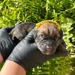 Dune - Fawn male Cane Corso puppy in Houston, Texas from Mortaio Cane Corso