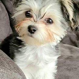 Companion Crosses and Shih Tzus from Hill’s Puppies