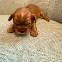 Purple girl - Ruby female Cavalier King Charles Spaniel puppy in Texas from Meyer's Cavalier
