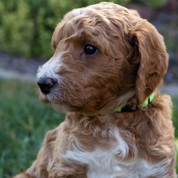 Goldendoodles from Teresa Carlson